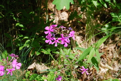 Phlox ovata