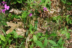 Phlox ovata