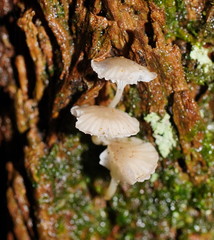 Roridomyces austrororidus