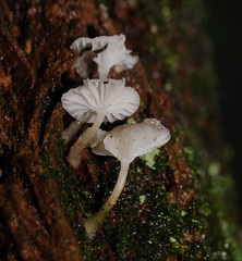 Roridomyces austrororidus