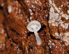 Roridomyces austrororidus