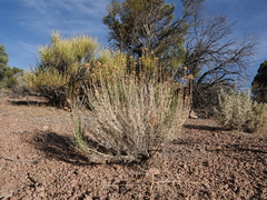 Chrysothamnus viscidiflorus puberulus