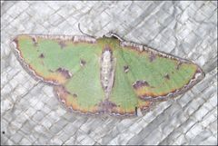 Eucyclodes buprestaria