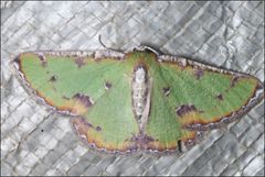 Eucyclodes buprestaria