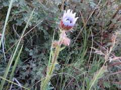 Berkheya purpurea