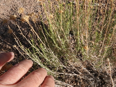 Chrysothamnus viscidiflorus puberulus