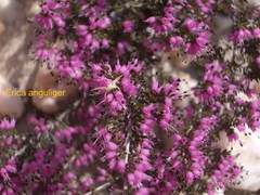 Erica anguliger