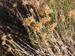 Chrysothamnus viscidiflorus puberulus