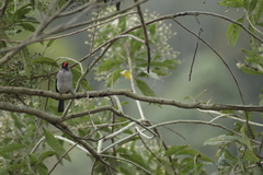 Coryphospingus pileatus