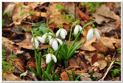Galanthus plicatus