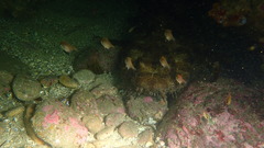 Orectolobus halei