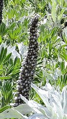 Lupinus luisanae ocetensis