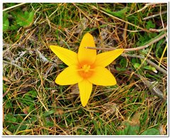 Crocus angustifolius