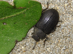 Heterotarsus carinula