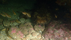 Orectolobus halei