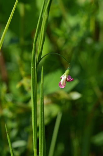 Grass Vetchling