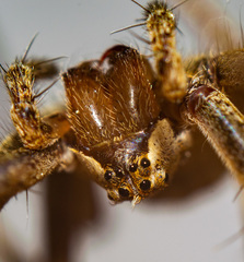 Pisaura mirabilis