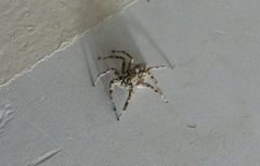 Plexippoides flavescens