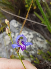 Disa graminifolia