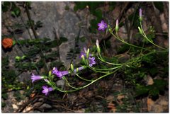 Campanula sibirica taurica