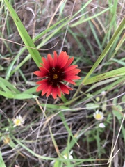 Gaillardia amblyodon