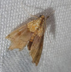 Agrotera nemoralis