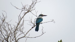 Todiramphus chloris kalbaensis
