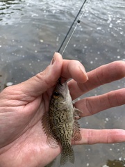 Ambloplites constellatus