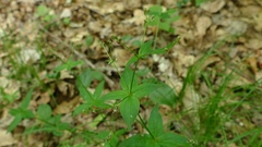 Galium lanceolatum