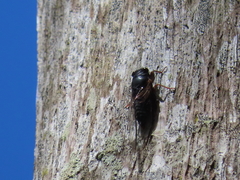 Birrima castanea