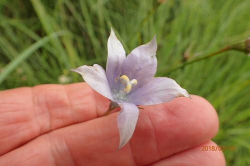 Image of Wahlenbergia krebsii by no rights reserved
