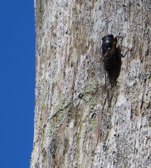 Birrima castanea