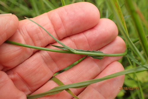 Image of Wahlenbergia krebsii by no rights reserved