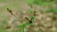 Galium lanceolatum