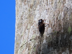 Birrima castanea