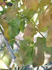 Psittacanthus eucalyptifolius