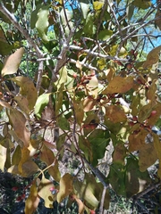 Psittacanthus eucalyptifolius