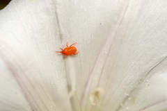 Balaustium