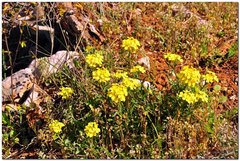 Erysimum cuspidatum