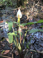 Peltandra sagittifolia