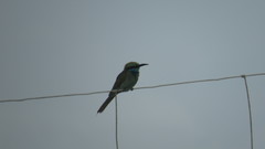 Merops cyanophrys