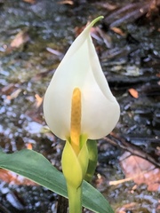 Peltandra sagittifolia