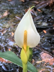 Peltandra sagittifolia