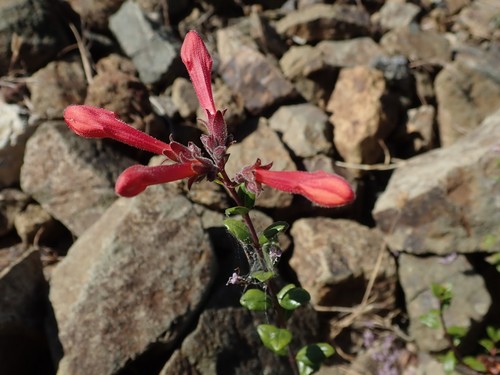 Image of Keckiella corymbosa by (c) joergmlpts, some rights reserved (CC BY)