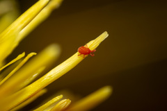 Balaustium