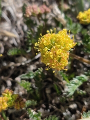 Oreoxis alpina