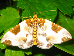 Callabraxas fabiolaria