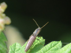 Leptoschema protractus