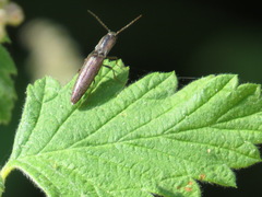 Leptoschema protractus