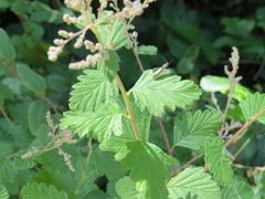 Leptoschema protractus